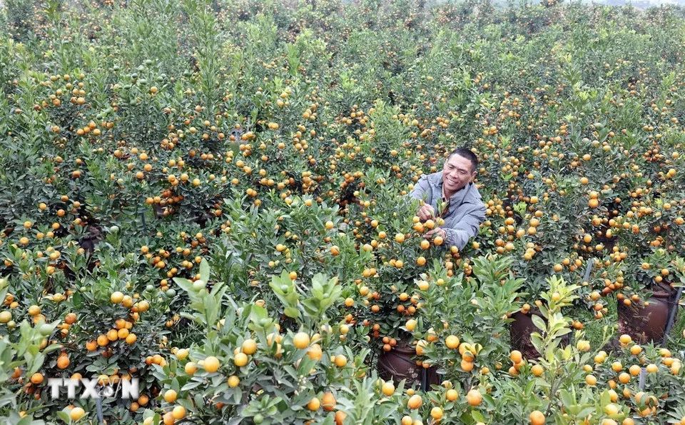 Vườn quất của gia đình anh Nguyễn Đức Dư. (Ảnh: Trần Việt/TTXVN)