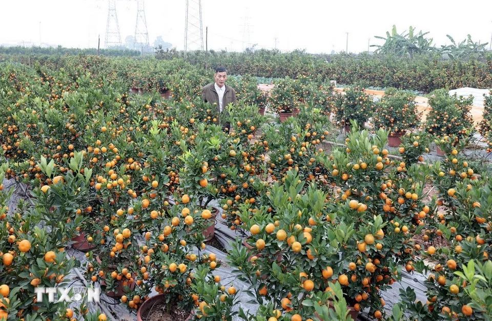 Vườn quất của gia đình ông Nguyễn Văn Đễ ở thôn Xóm Trong, xã Mễ Sở. (Ảnh: Trần Việt/TTXVN)