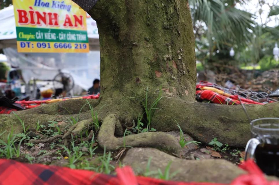 Cây mai 100 tuổi trị giá 3,7 tỷ đồng “gây sốt” ở Long Xuyên