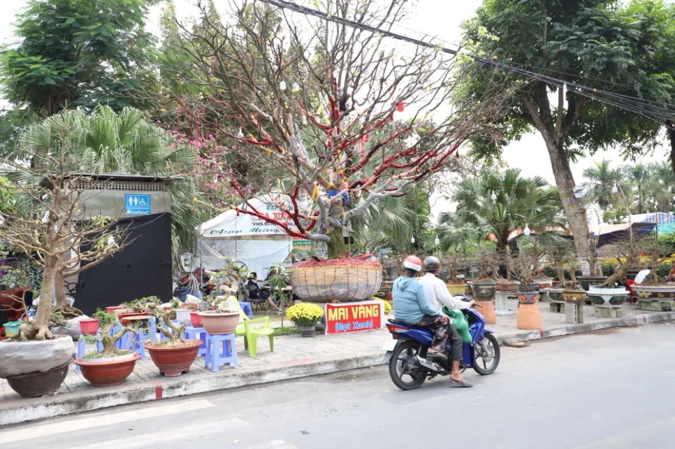 Cây mai khoảng 100 tuổi, cao khoảng 5,5m tính từ mặt chậu, tán rộng gần 7m
