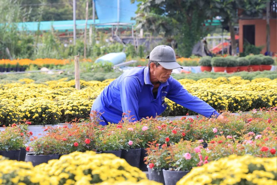 Nông dân hoàn thành những công đoạn cuối cùng kịp đưa hoa kiểng ra chợ tết