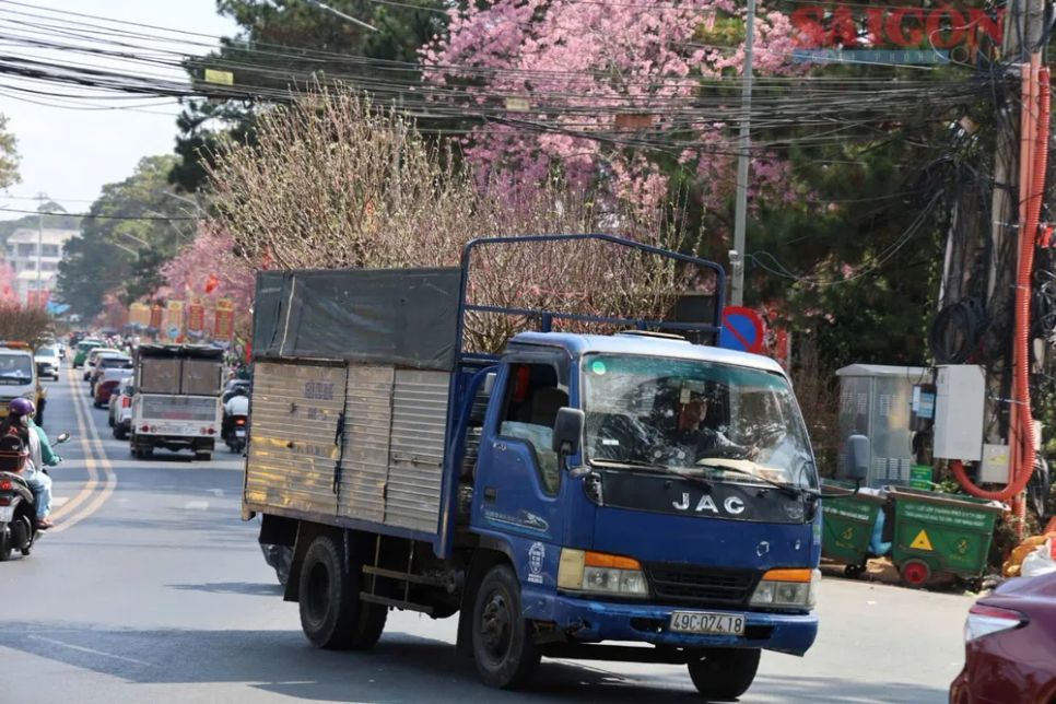Các nhà vườn chở hoa đào xuống phố phục vụ thị trường Tết Nguyên đán 2026