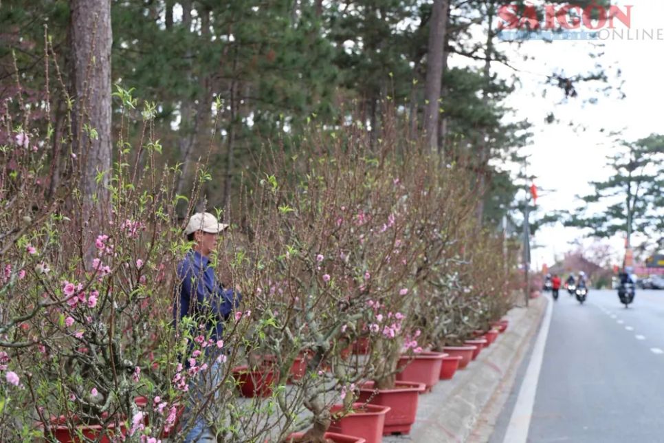 Đường Trần Hưng Đạo là một trong những tuyến phố có chợ hoa tết sôi động nhất tại Đà Lạt