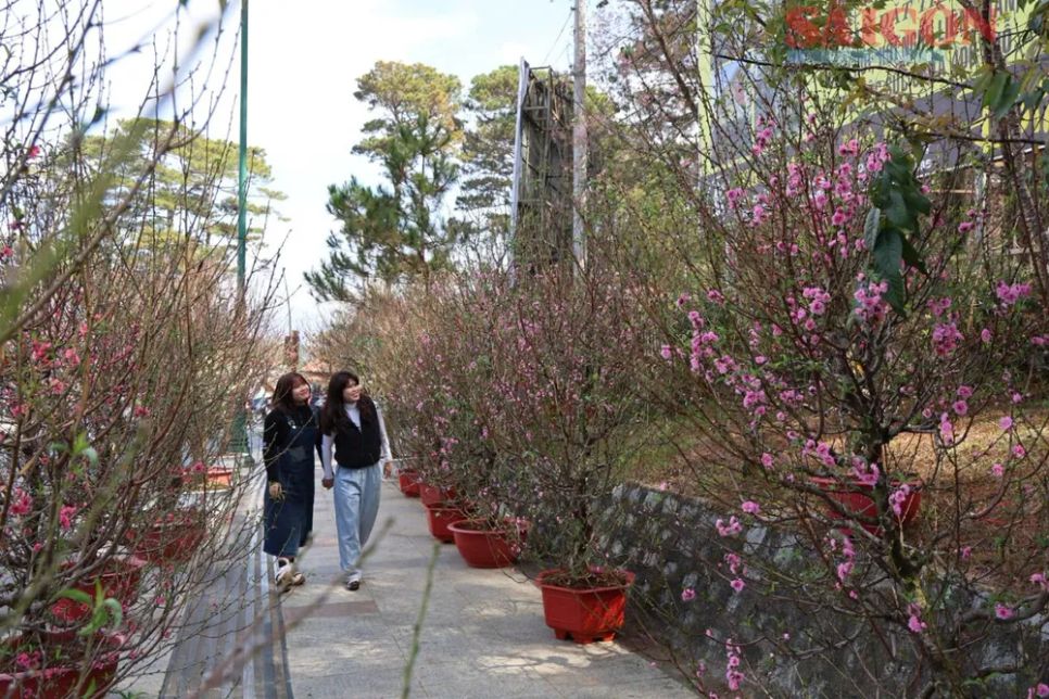 Hoa tết nườm nượp xuống phố Đà Lạt