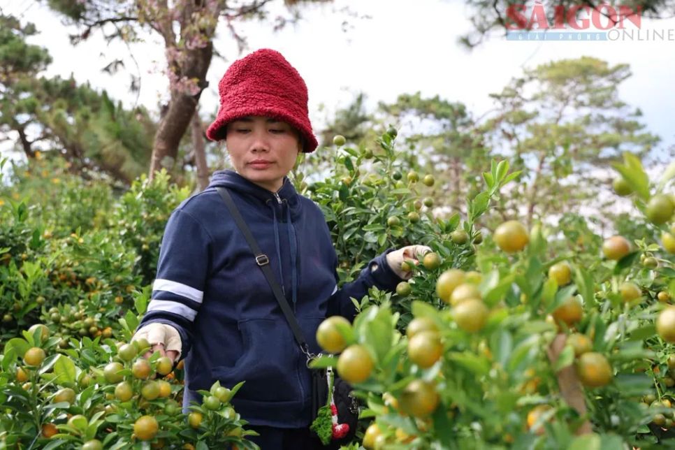 Hoa tết nườm nượp xuống phố Đà Lạt