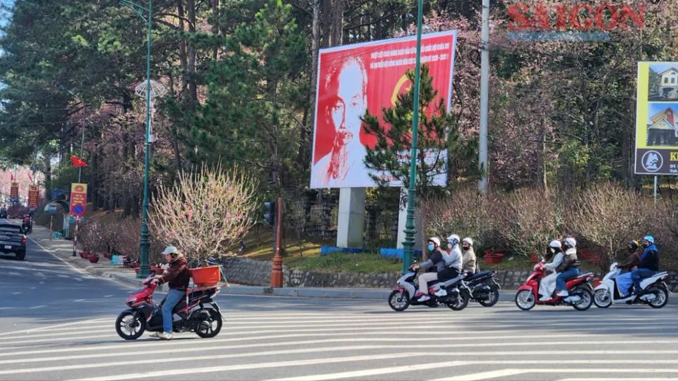 Người dân chở hoa đào về sau khi lựa chọn được cây ưng ý