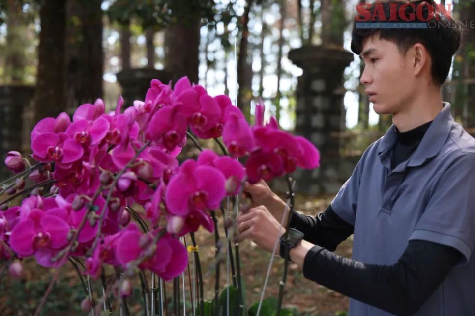 Nhờ đa dạng về mẫu mã nên sản phẩm lan hồ điệp Đà Lạt từ lâu luôn được thị trường ưa chuộng