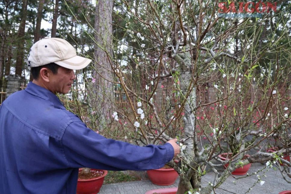 Trong lúc chờ khách, nhà vườn tranh thủ cắt tỉa những cành, lá cho hoa đào