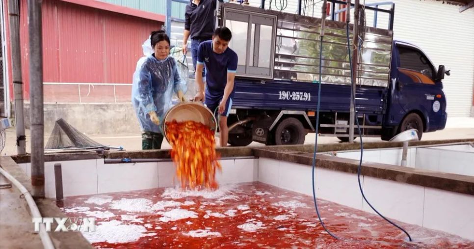 Khu vực bể chứa cá chép đỏ tại làng Thủy Trầm được thay nước thường xuyên, bảo đảm môi trường sạch cho cá sinh trưởng. (Ảnh: Tạ Toàn/TTXVN)