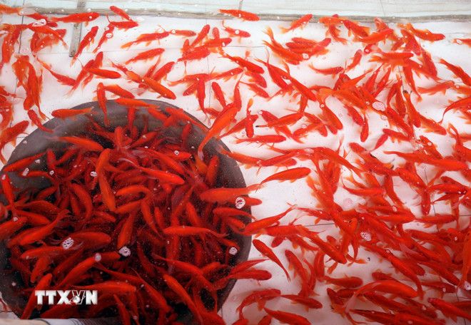 Làng cá chép đỏ Thủy Trầm tất bật cung ứng thị trường dịp ông Công ông Táo