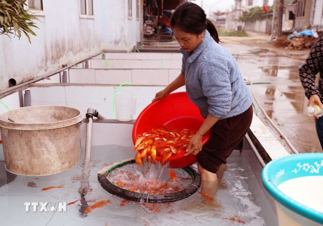 Làng cá chép đỏ Thủy Trầm tất bật cung ứng thị trường dịp ông Công ông Táo