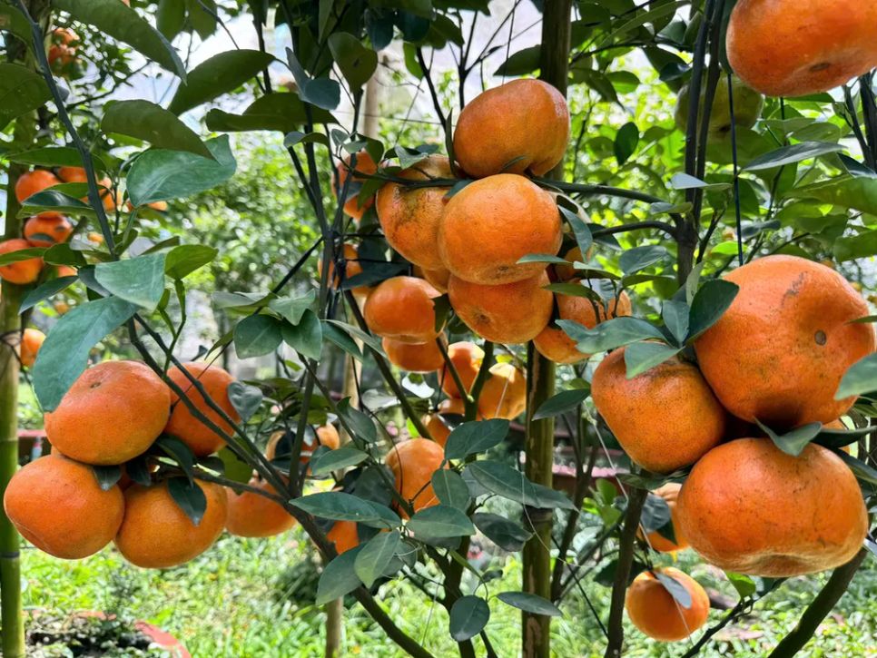 Giá cao, quýt hồng Lai Vung vẫn được khách hàng “săn mua”