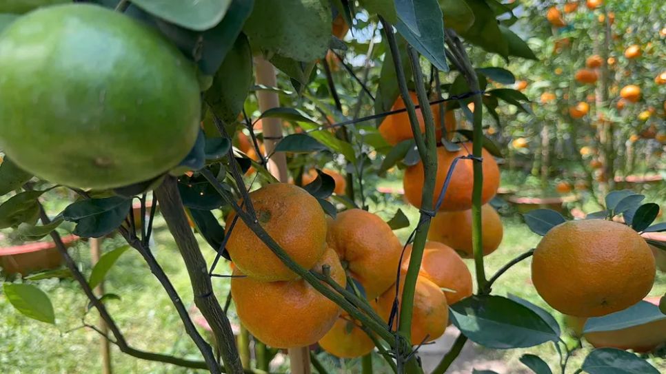 Giá cao, quýt hồng Lai Vung vẫn được khách hàng “săn mua”