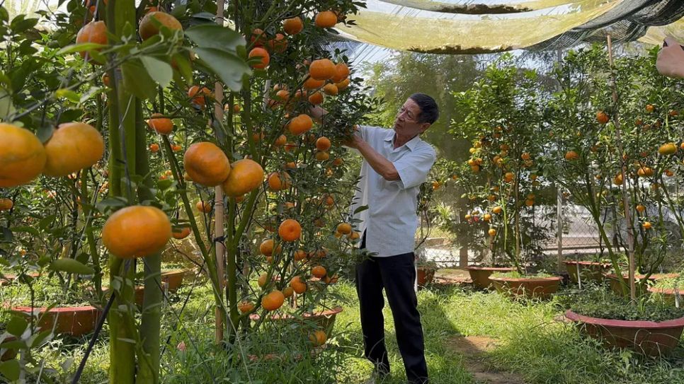 Giá cao, quýt hồng Lai Vung vẫn được khách hàng “săn mua”