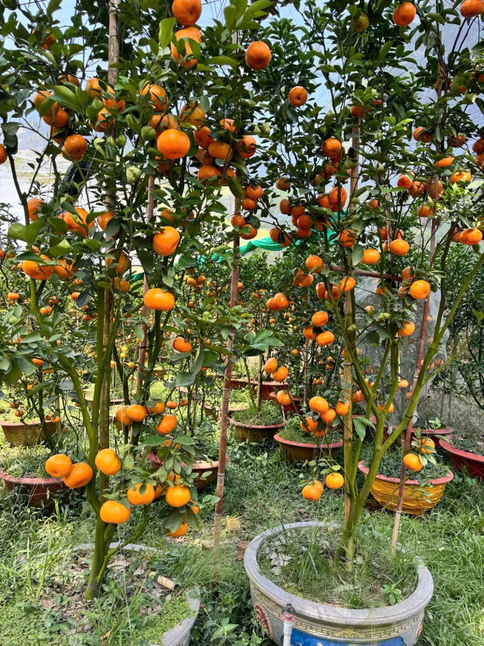 Giá cao, quýt hồng Lai Vung vẫn được khách hàng “săn mua”