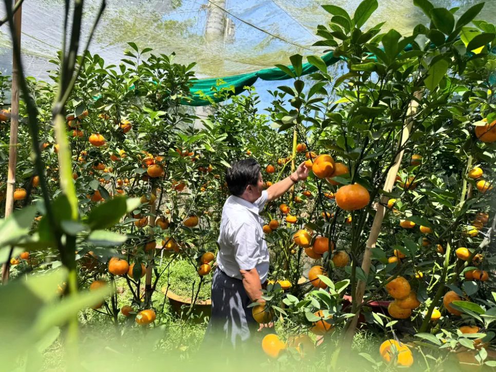 Giá cao, quýt hồng Lai Vung vẫn được khách hàng “săn mua”