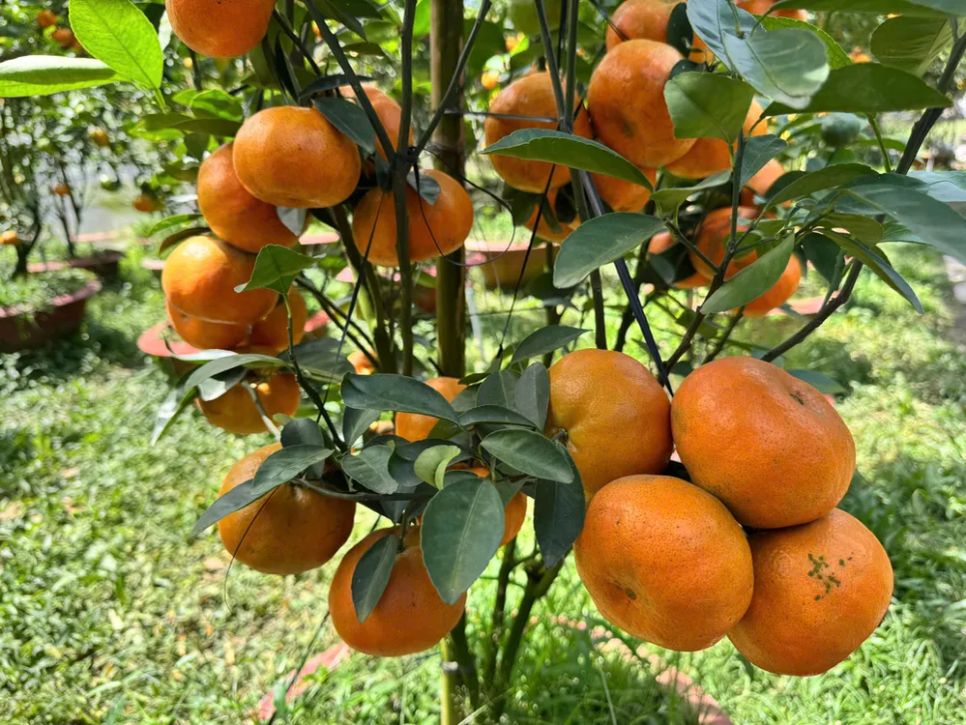 Giá cao, quýt hồng Lai Vung vẫn được khách hàng “săn mua”