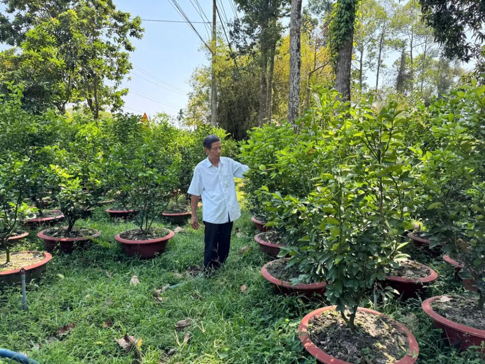 Ông Hồng chăm sóc quýt hồng chuẩn bị phục vụ thị trường tết năm sau
