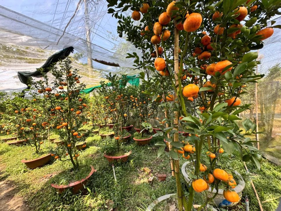 Quýt hồng có giá dao động từ 5-10 triệu/chậu