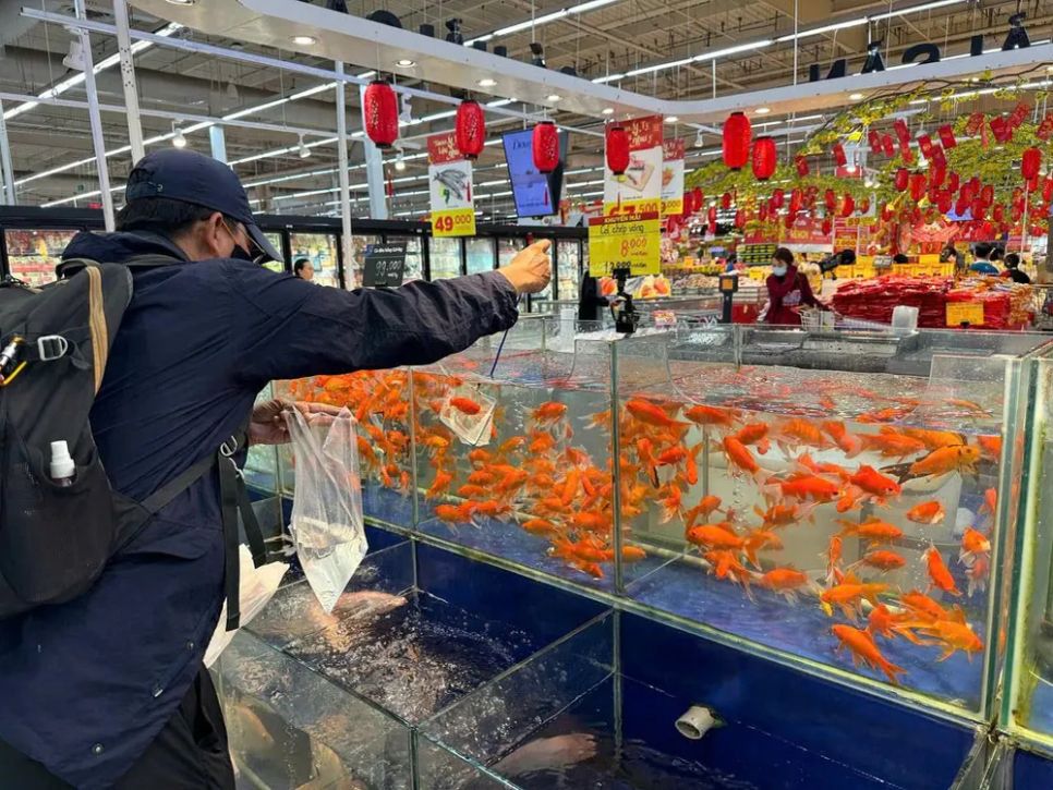 Khách chọn mua cá chép vàng tại siêu thị