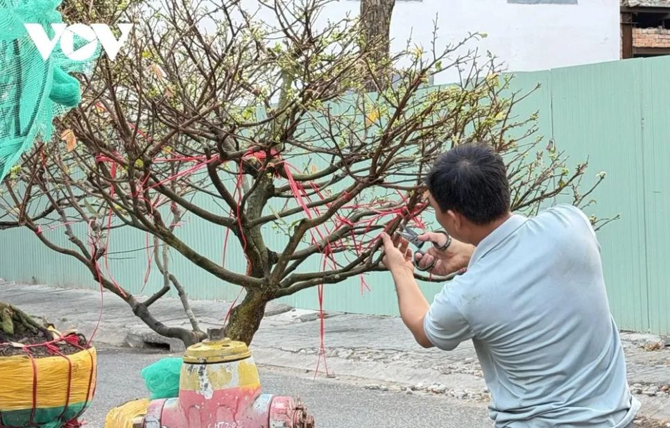 Mai vàng Cần Thơ xuống phố