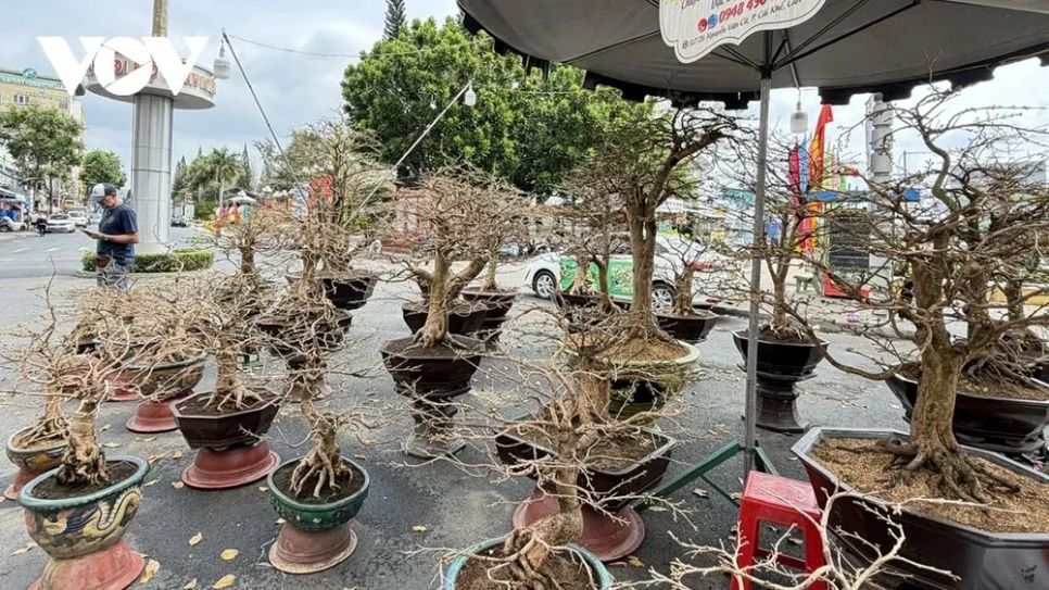 Mai vàng Cần Thơ xuống phố