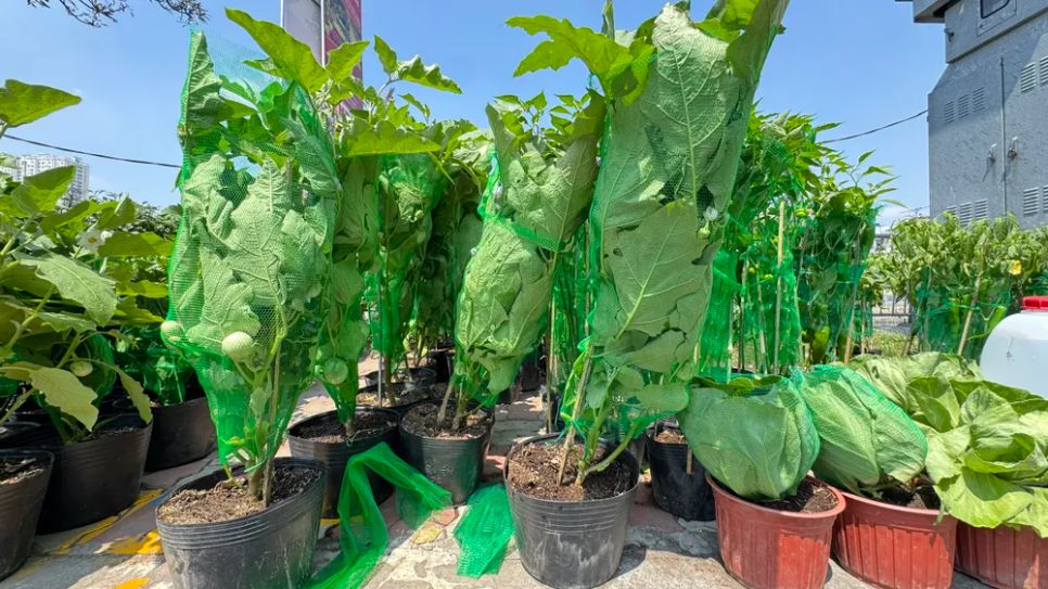 Cà pháo kiểng góp mặt thị trường tết. Ảnh: ĐÌNH DƯ