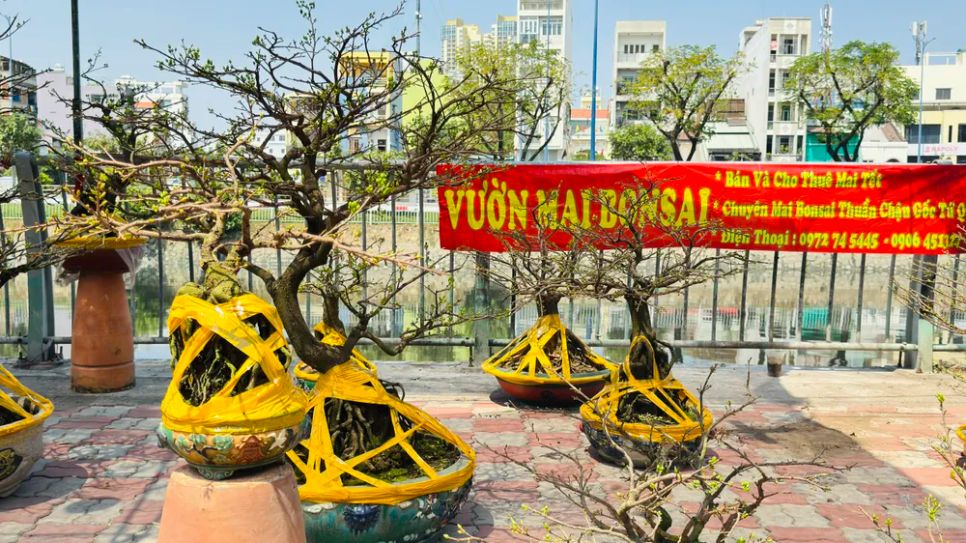 Dòng Mai bonsai không thể thiếu trong dịp tết. Ảnh: ĐÌNH DƯ