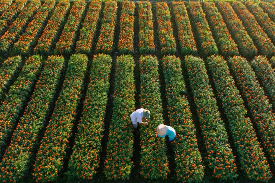 Chăm sóc hoa tết ở làng hoa Tân Ba