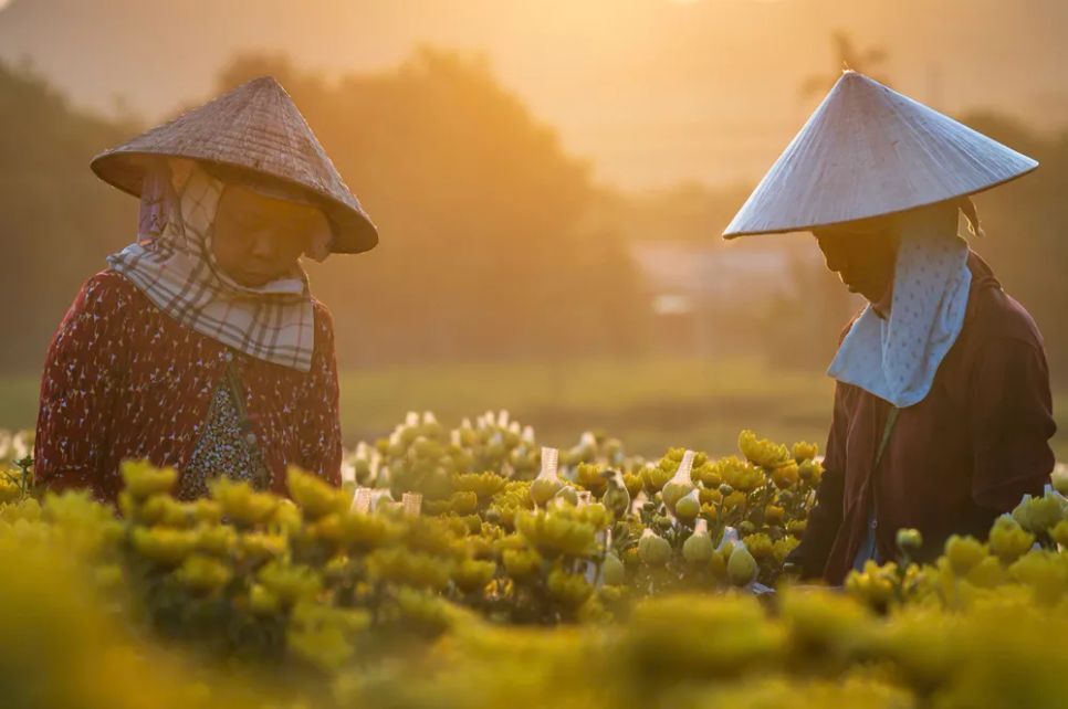 Chăm sóc hoa tết trong sương sớm ở làng hoa Lê Lợi, tỉnh Đồng Nai