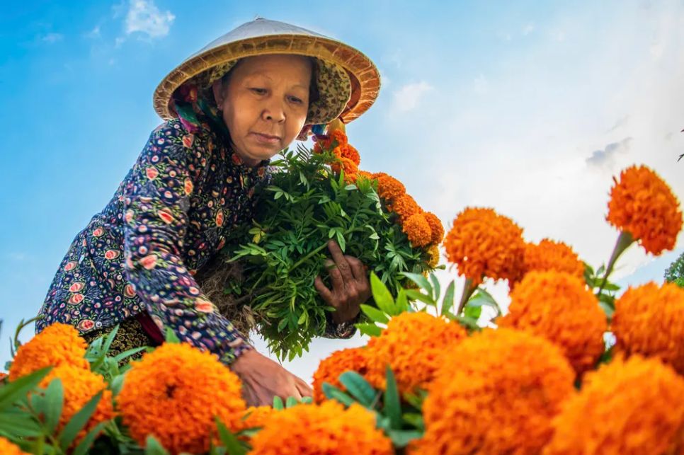 Nhà vườn làng hoa Tân Ba (khu vực Bình Dương) hối hả thu hoạch hoa cúc vạn thọ