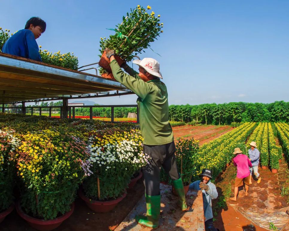 Thương lái đến tận vườn thu mua hoa dịp Tết Nguyên đán 2026