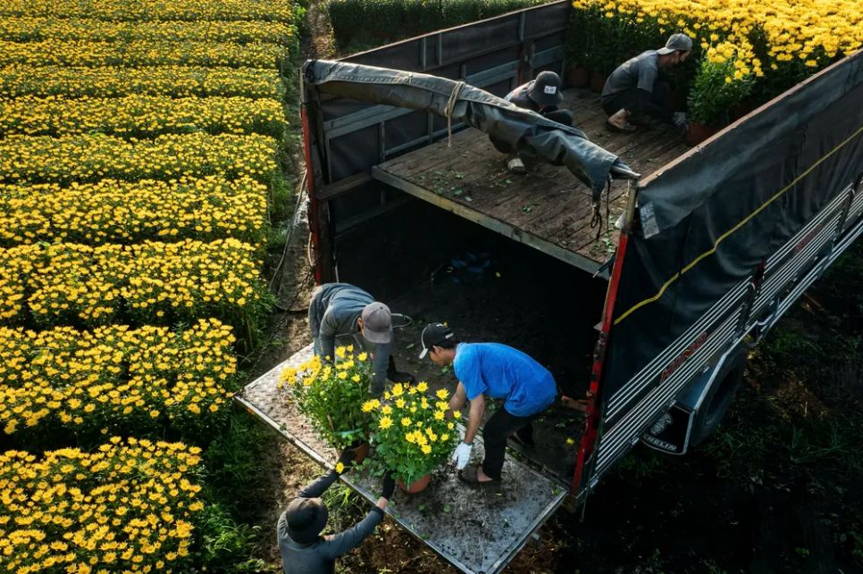 Vận chuyển hoa cúc đưa đi tiêu thụ