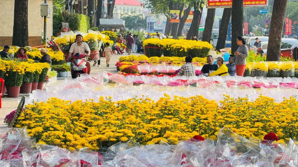 Các nhà vườn đưa hoa vào TPHCM phục vụ thị trường mua sắm tết tại công viên 23 tháng 9. Ảnh: ĐÌNH DƯ