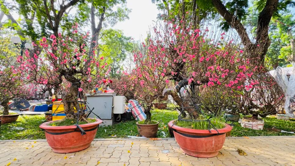 Gốc đào miền Bắc. Ảnh: ĐÌNH DƯ