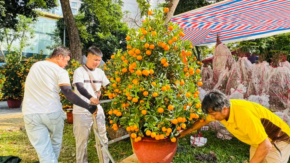 TPHCM: Hoa kiểng đổ về công viên 23 tháng 9