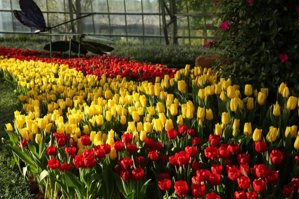 Lễ hội hoa Tulip – nét đặc trưng của Đảo Hòn Tre vào dịp Tết hàng năm