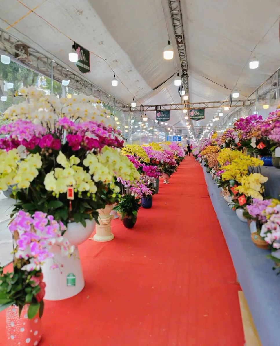 Một cửa hàng bán hoa lan trên phố Giảng Võ vắng khách tới mua hàng. Ảnh: QUỐC KHÁNH