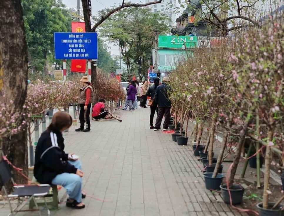 Một điểm bán hoa đào tết trên phố Giảng Võ. Ảnh: QUỐC KHÁNH