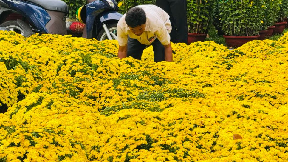 Một tiểu thương sắp xếp lại các chậu cúc mâm xôi sau cơn mưa. Ảnh: ĐÌNH DƯ