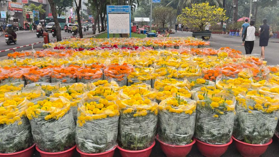 Những chậu cúc vạn thọ của chị Phạm Thị Ngọc Phụng tại điểm bán hoa kiểng công viên 23 tháng 9. Ảnh: ĐÌNH DƯ