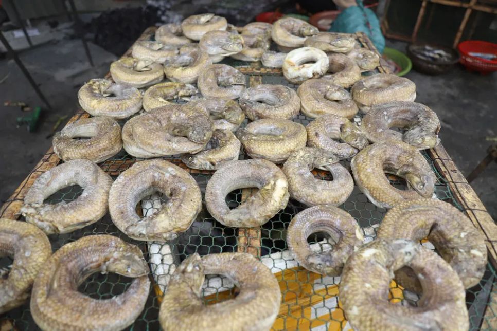 Thơm lừng cá nướng Cửa Lò những ngày cận tết