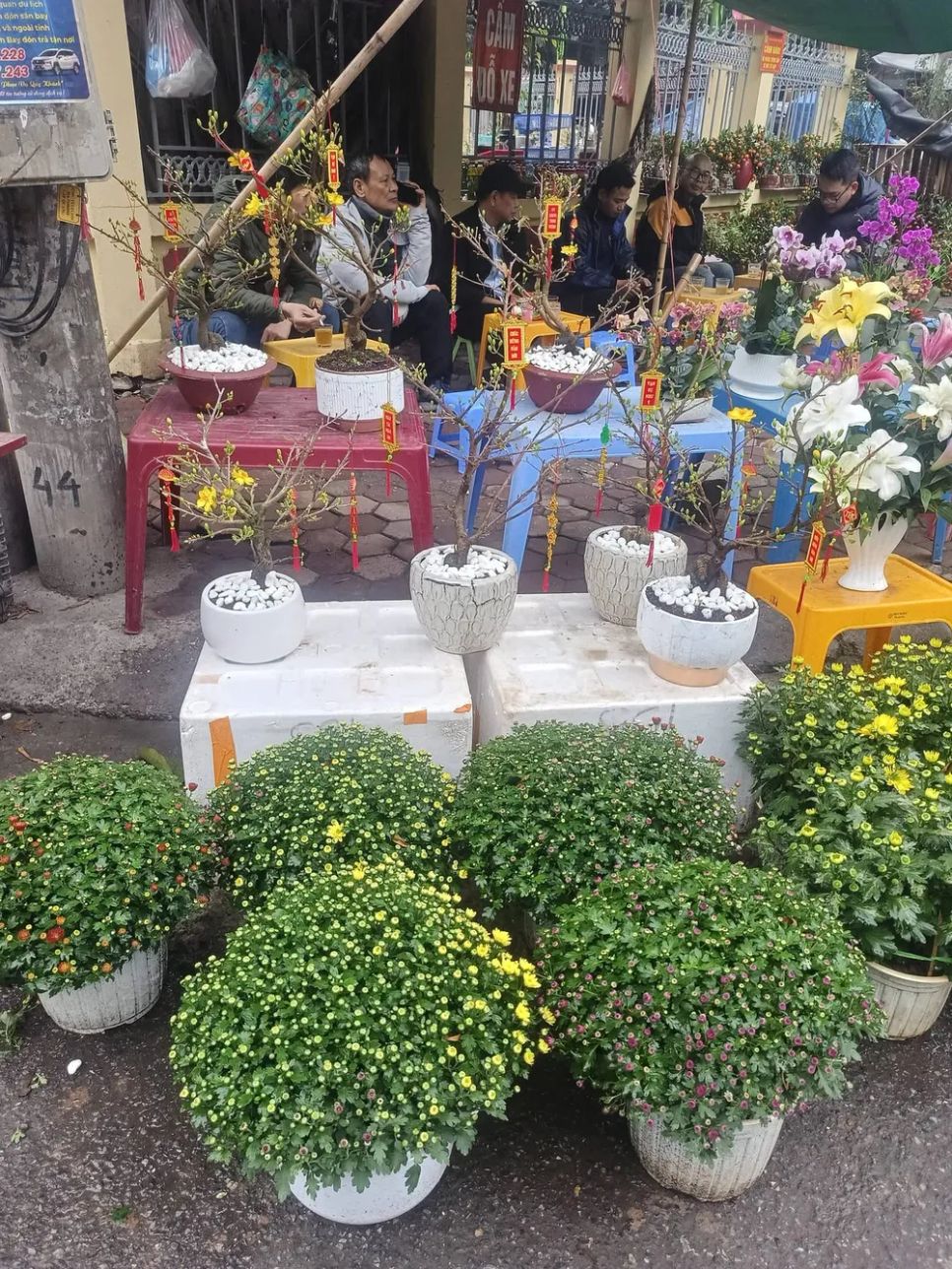 Hoa cúc Hàn Quốc bày bán dịp Tết Bính Ngọ: giá khoảng 150.000 đồng/chậu