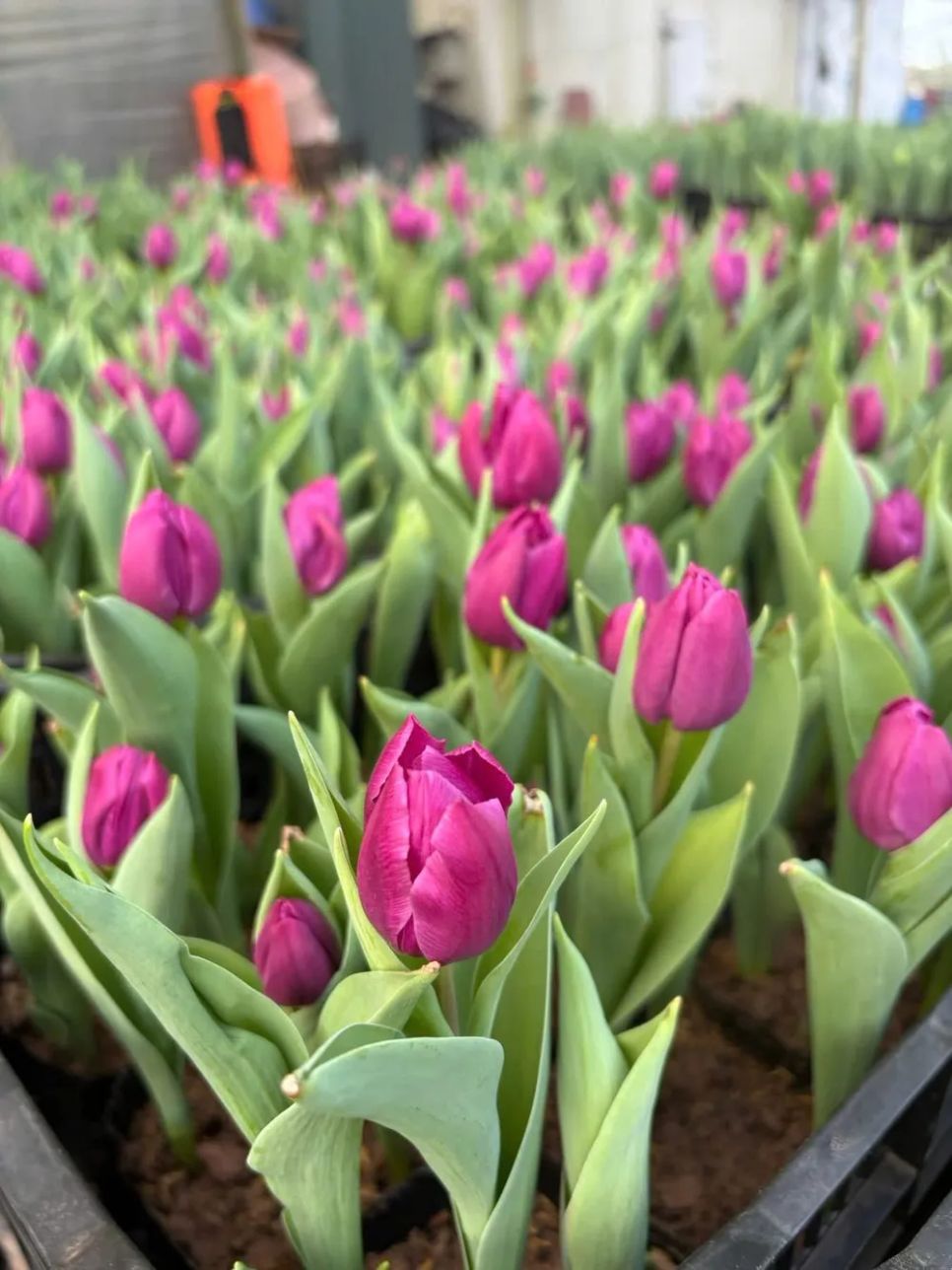 Hoa tulip cháy hàng dịp Tết Bính Ngọ, giá khoảng 20.000-22.000 đồng/cành (củ)