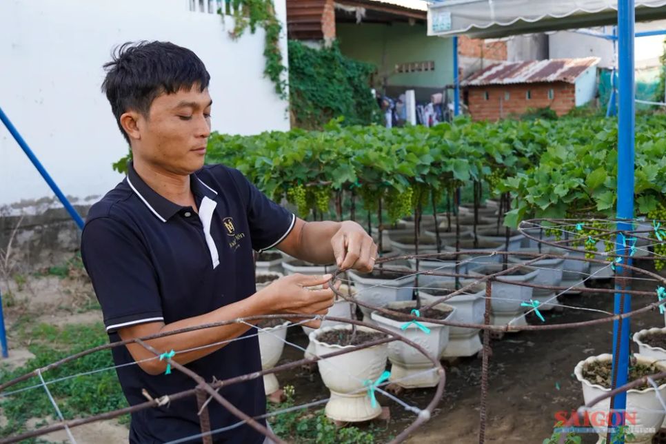 Anh Tống Minh Hoàng sử dụng dây thép làm giàn cố định cành khi tạo dáng, giúp tán cây xòe đều, gọn gàng và hạn chế gãy đổ do gió