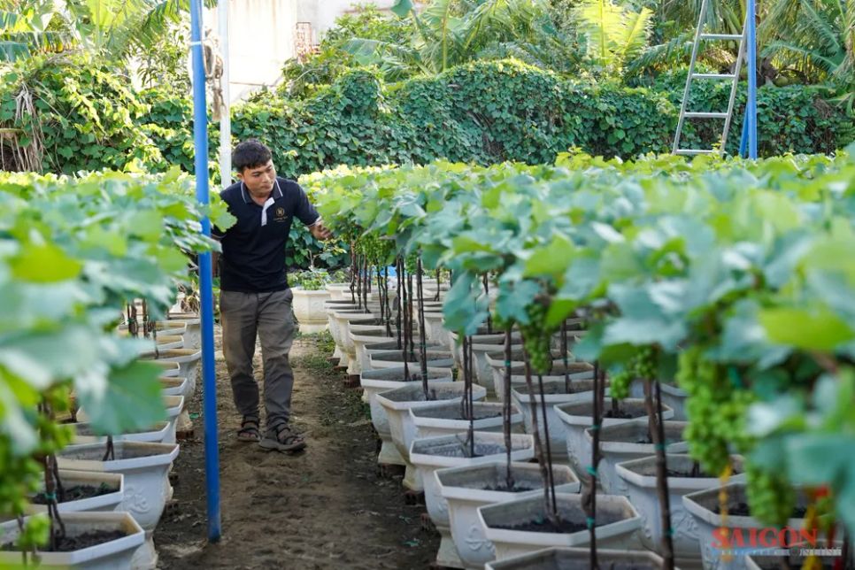 Nho cảnh Khánh Hòa đắt khách dịp Tết Nguyên đán