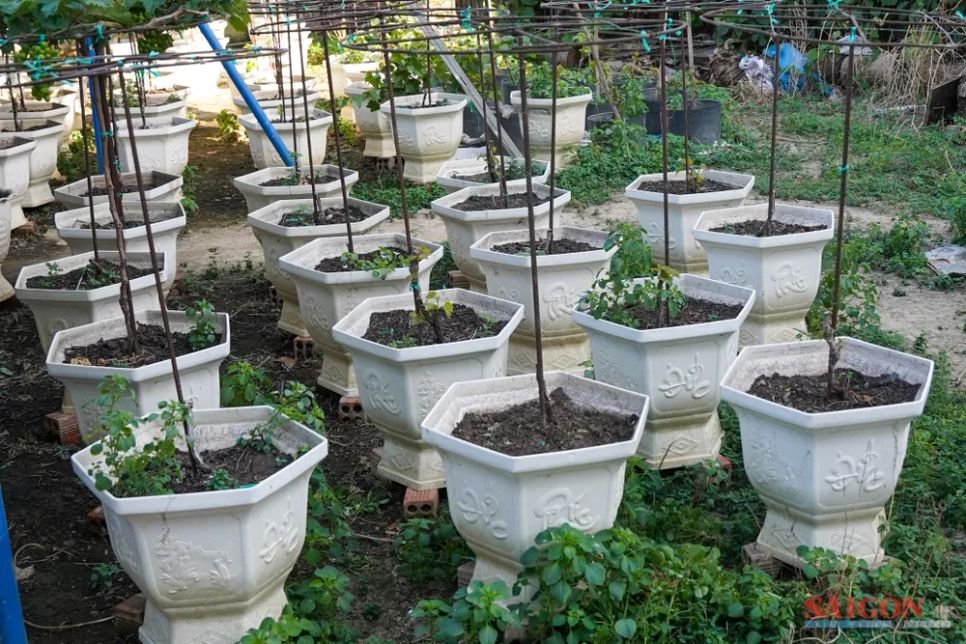 Nho cảnh Khánh Hòa đắt khách dịp Tết Nguyên đán