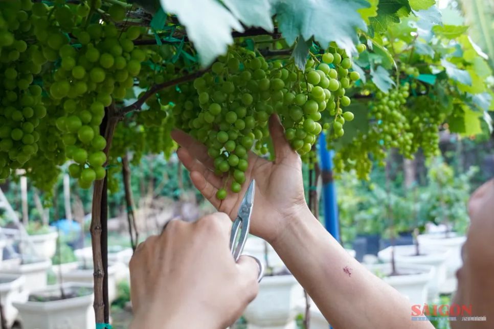 Nho cảnh Khánh Hòa đắt khách dịp Tết Nguyên đán