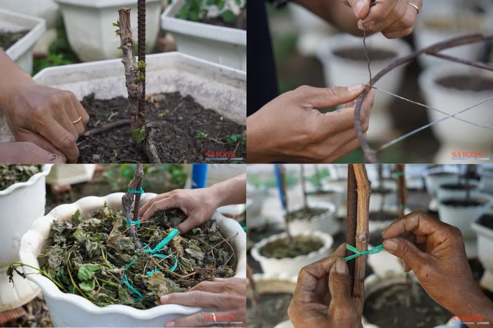 Nho cảnh Khánh Hòa đắt khách dịp Tết Nguyên đán