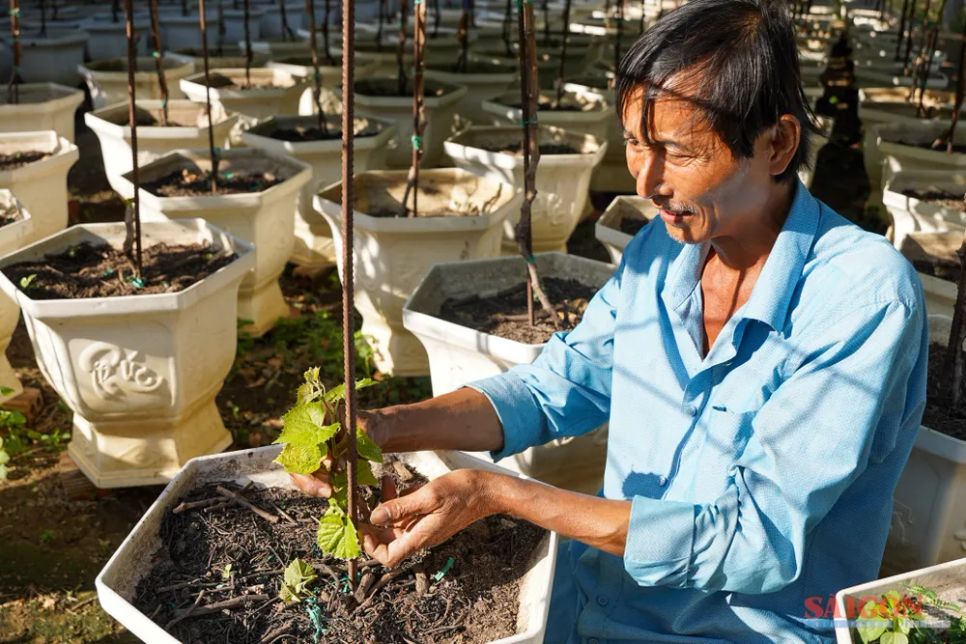 Nho cảnh Khánh Hòa đắt khách dịp Tết Nguyên đán